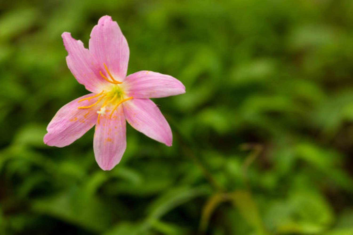 韭菜莲叶子枯黄怎么办