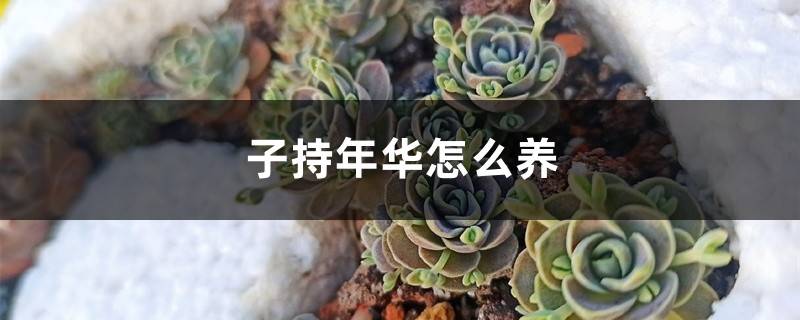 子持年华