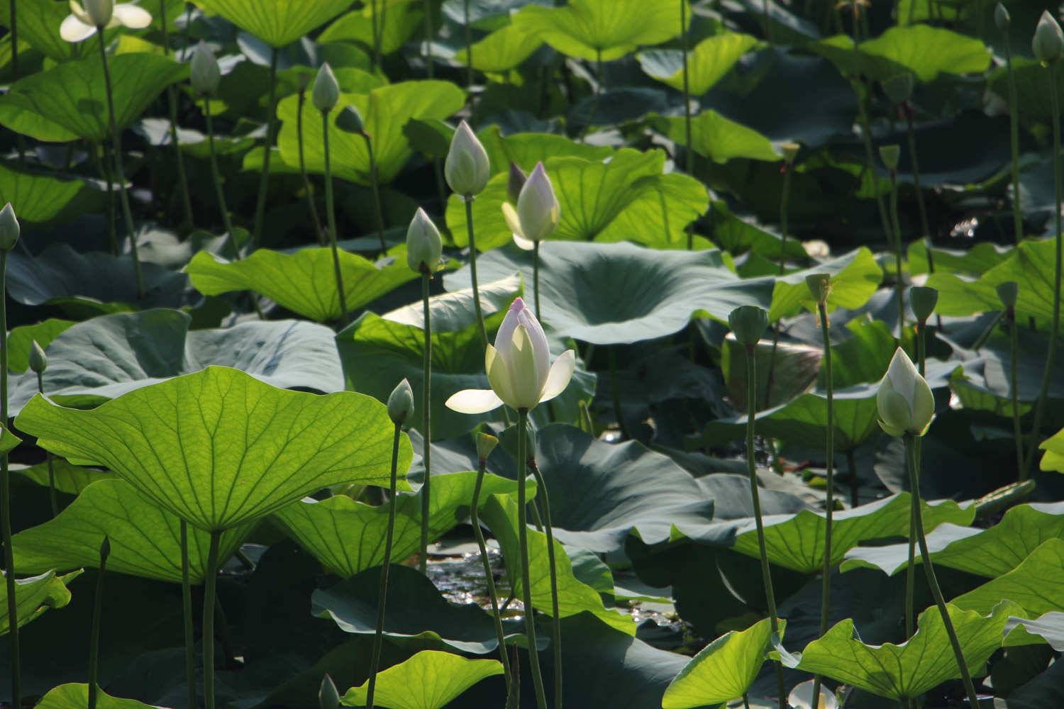 莲花简介，莲花有毒吗