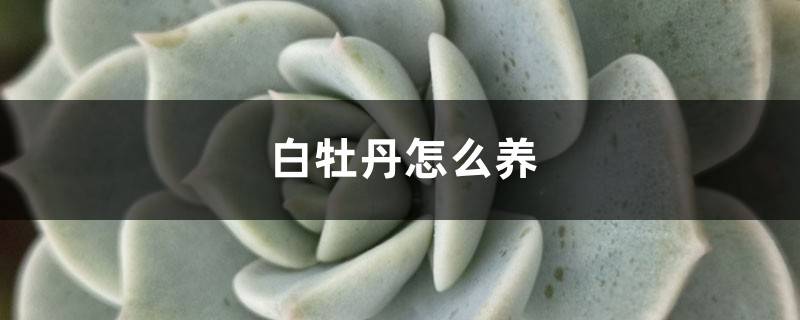 白牡丹怎么养