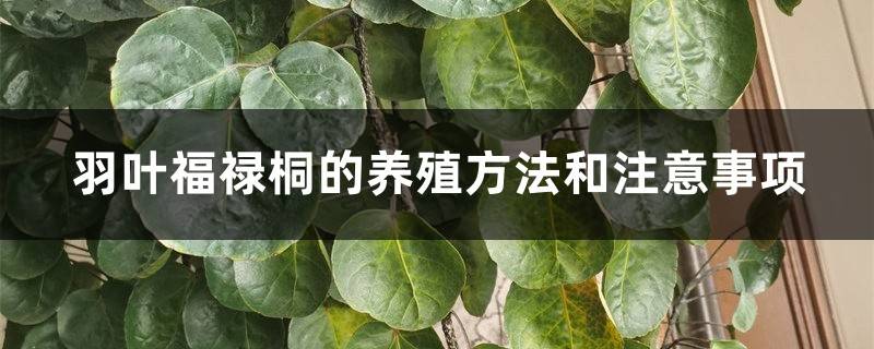 羽叶福禄桐的养殖方法和注意事项