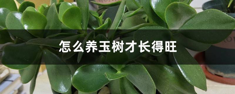 玉树