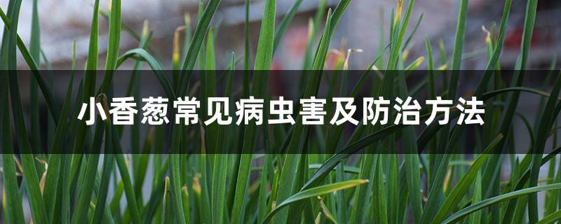 小香葱