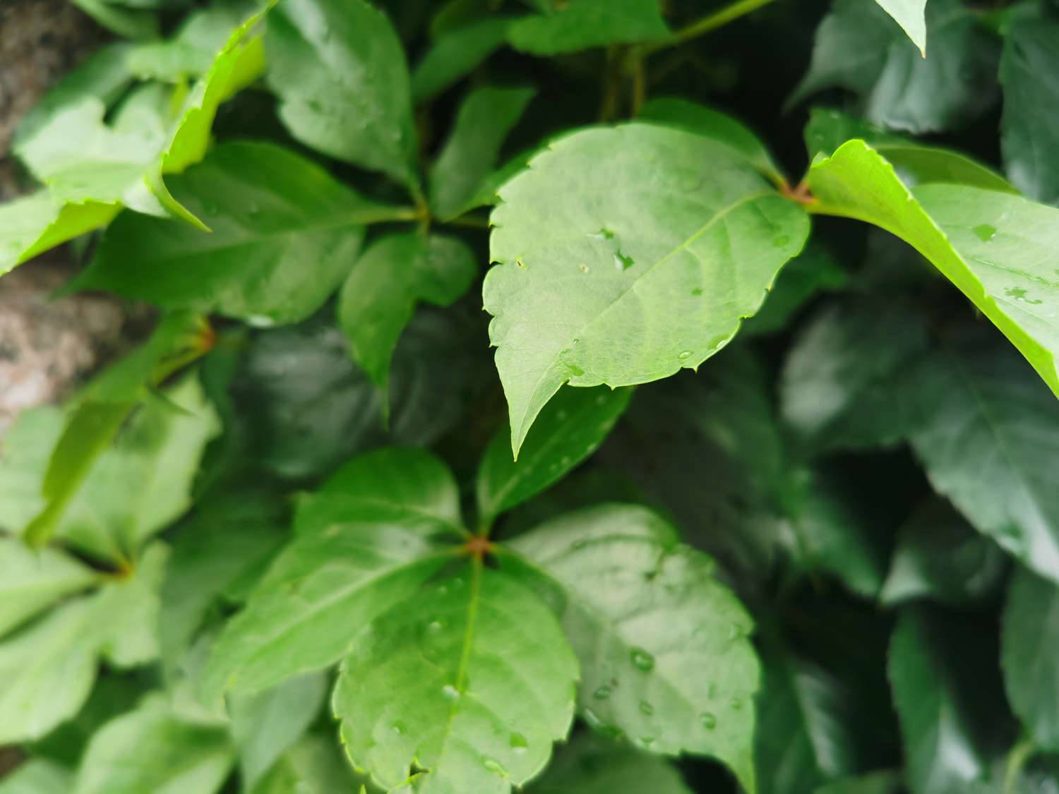 种植爬山虎多大的盆，刚种的爬山虎怎么施肥