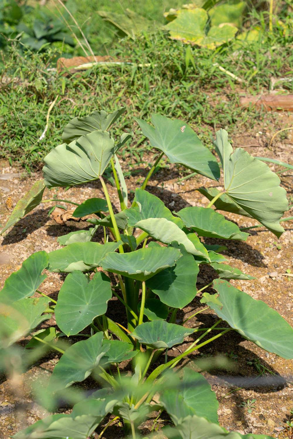 盆栽芋头能活几年