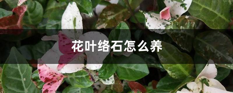 花叶络石