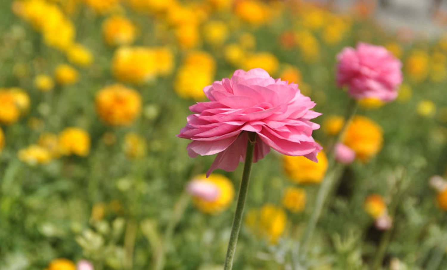 花毛茛春天种能开花吗