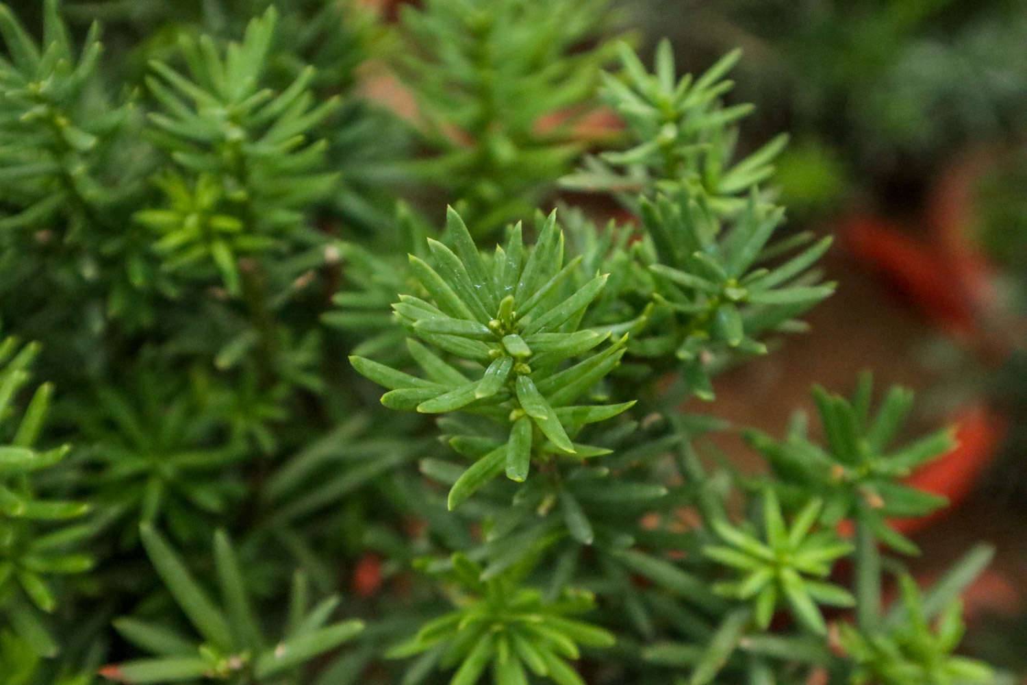 红豆杉几月份开花结果