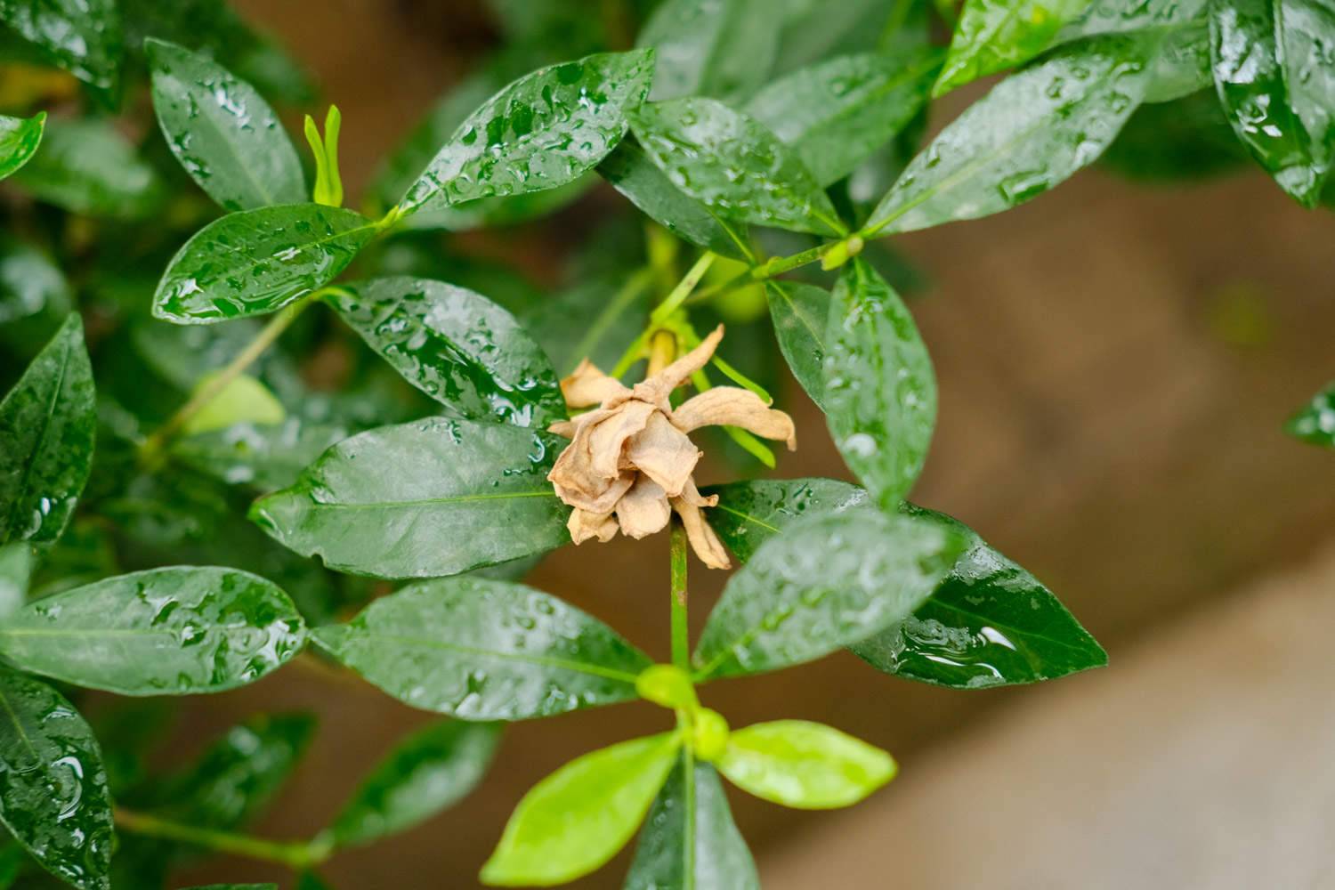 栀子花叶子发黄是什么原因