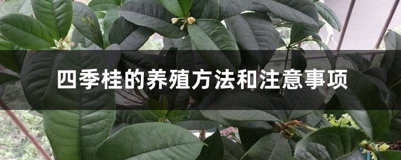 四季桂