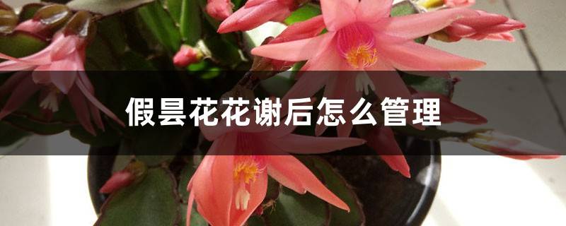 假昙花花谢后怎么管理