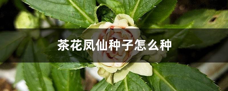 茶花凤仙种子怎么种