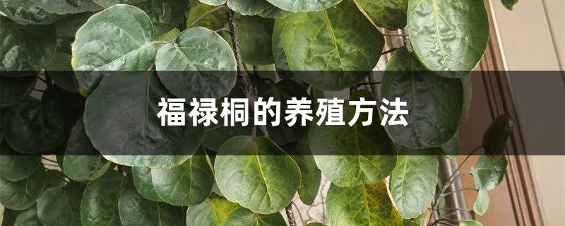 福禄桐