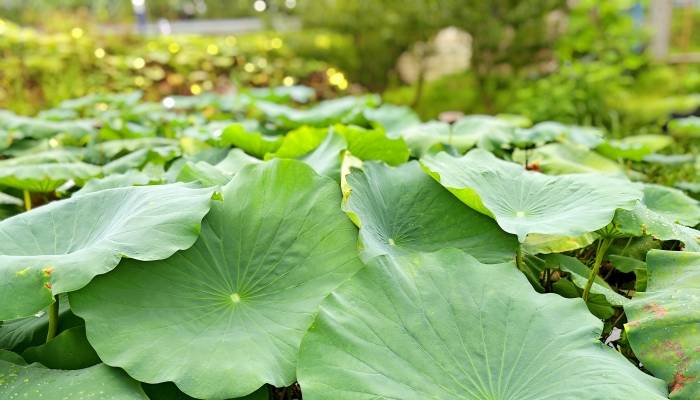 夏至阴气生而阳气衰，夏至时节来酷署已不远