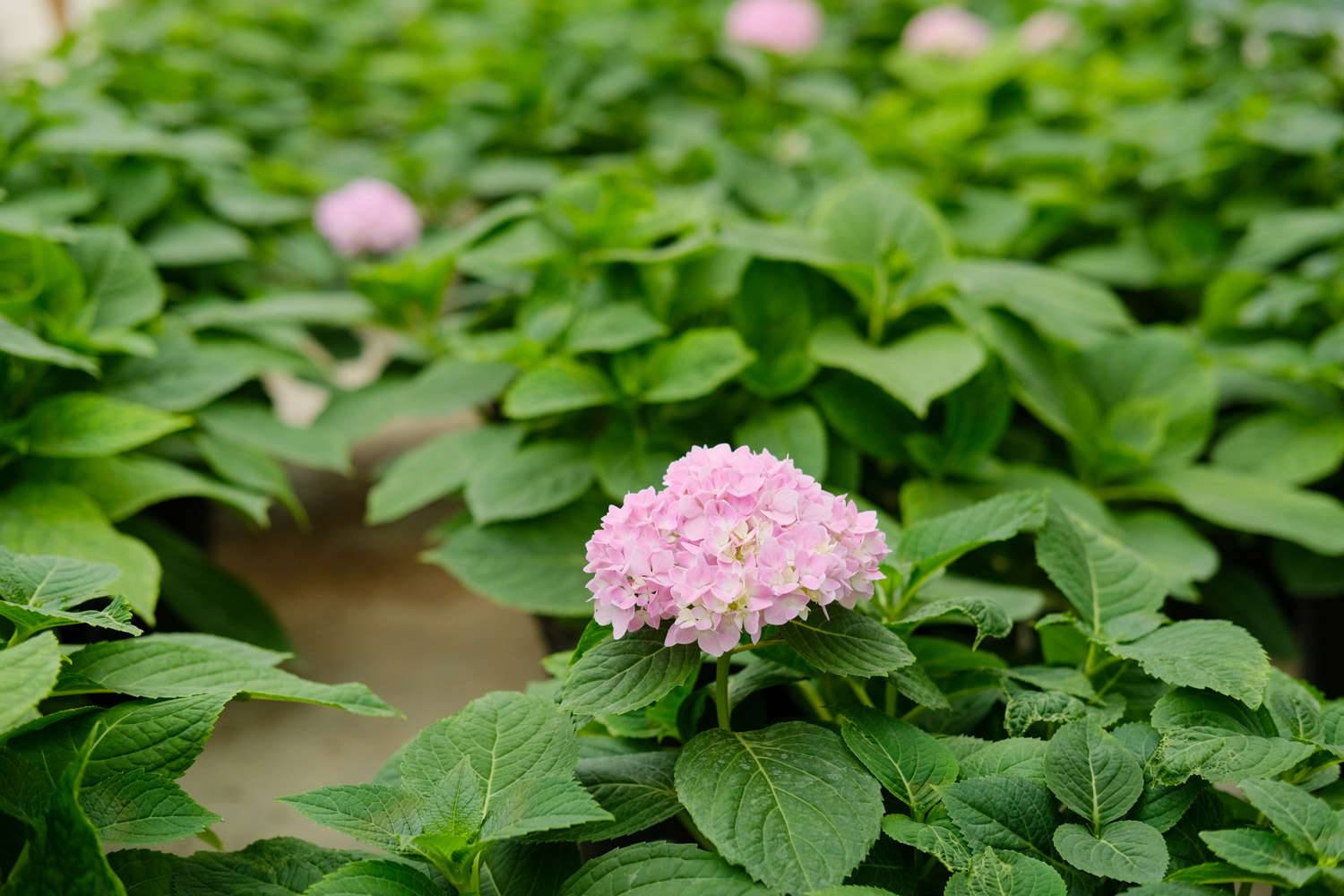 上海适合养什么花，市花和市树是什么