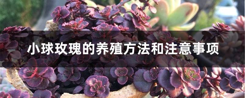 小球玫瑰