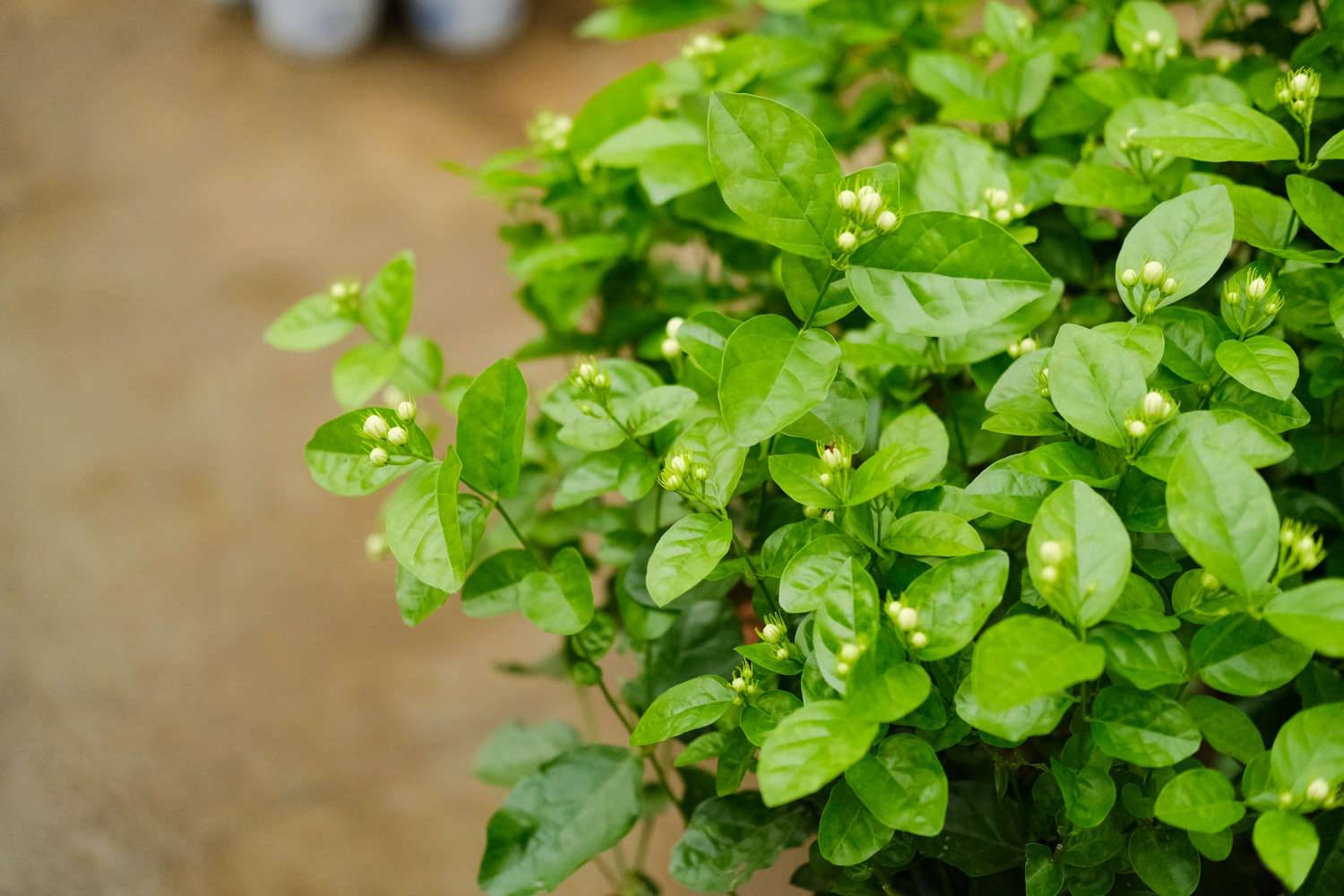 茉莉花繁殖方法，茉莉花繁殖成活率高吗