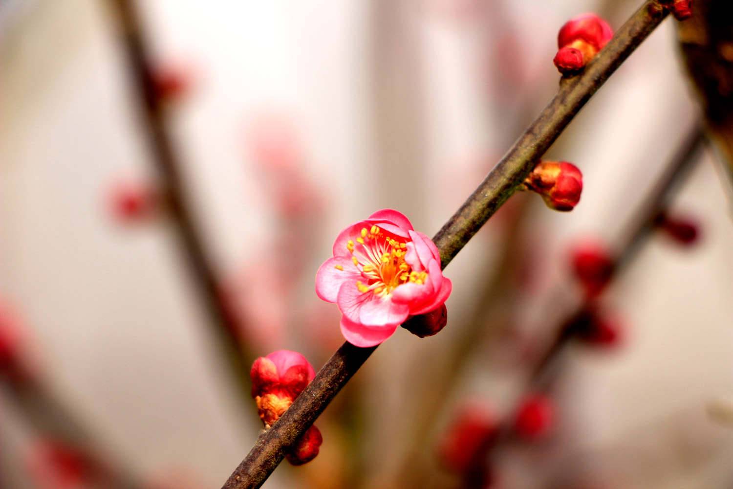 梅花主要虫害的识别与防治