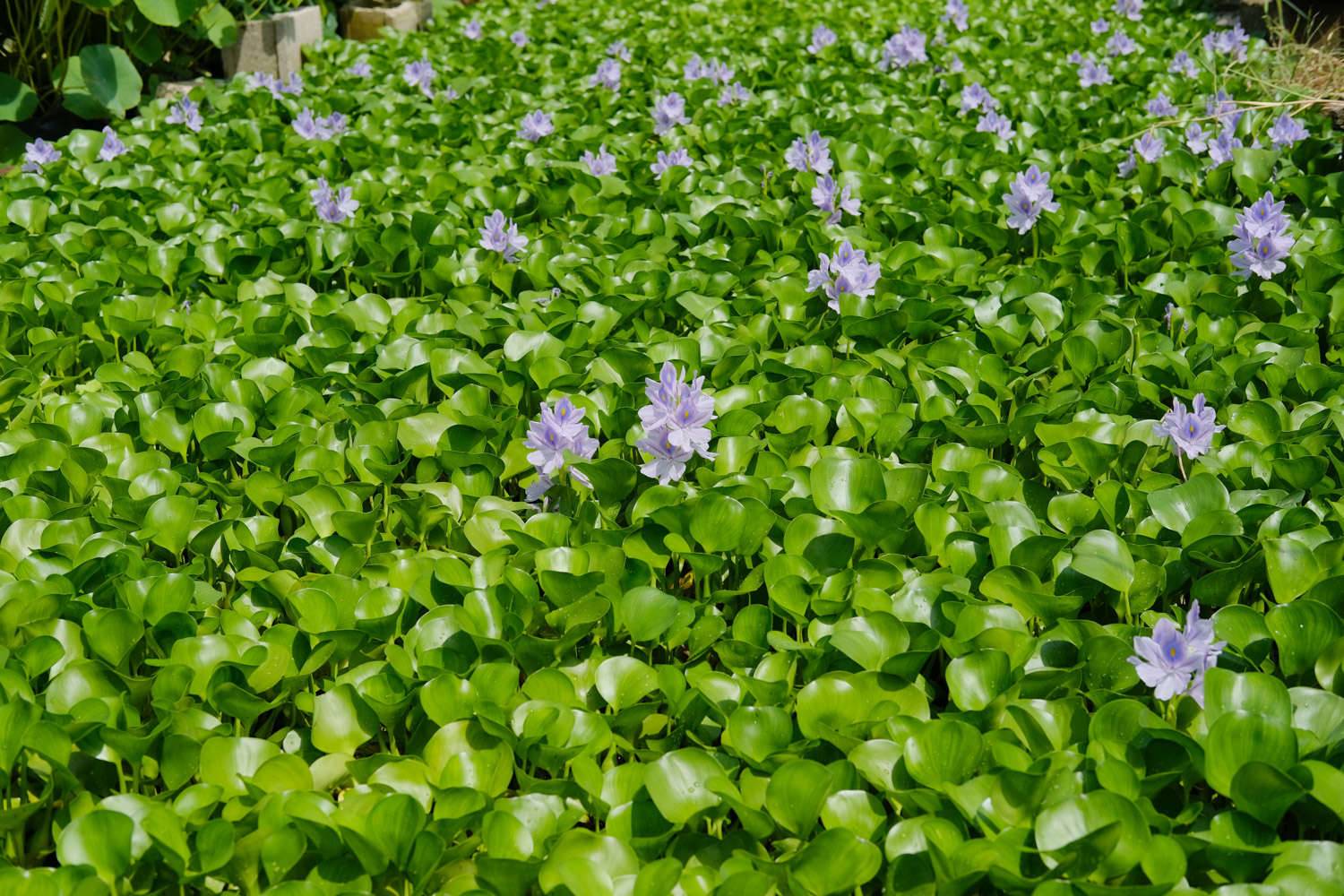 水葫芦长在哪里