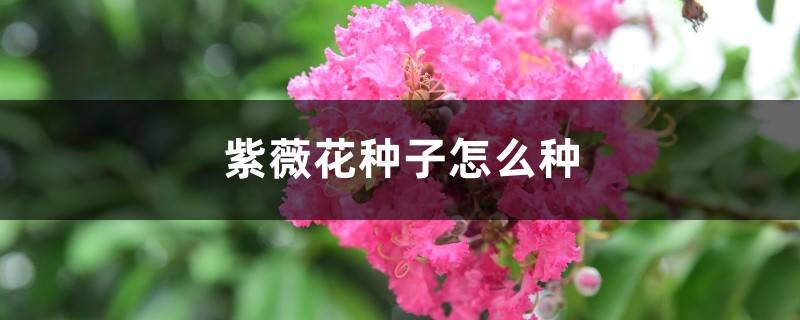 紫薇花