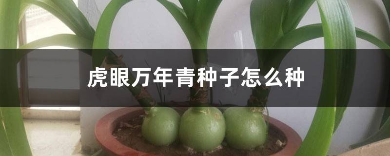 虎眼万年青