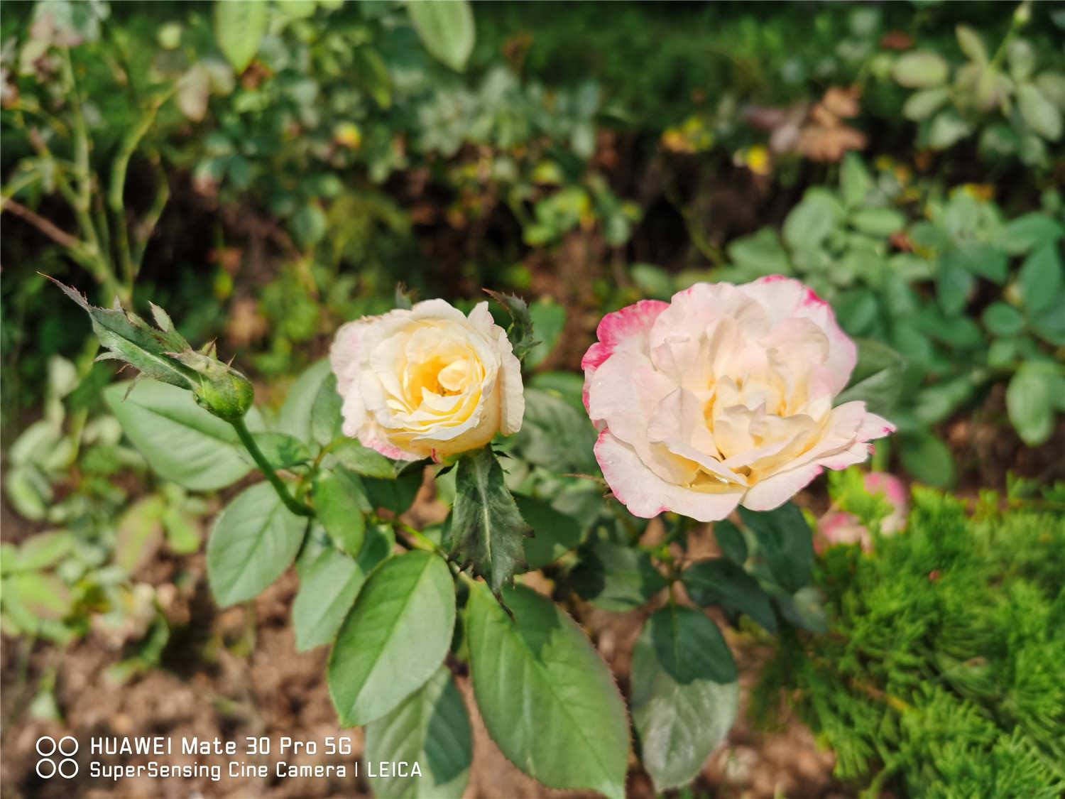 月季花是什么颜色