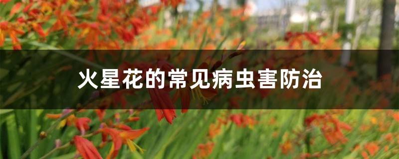 火星花