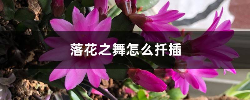 落花之舞