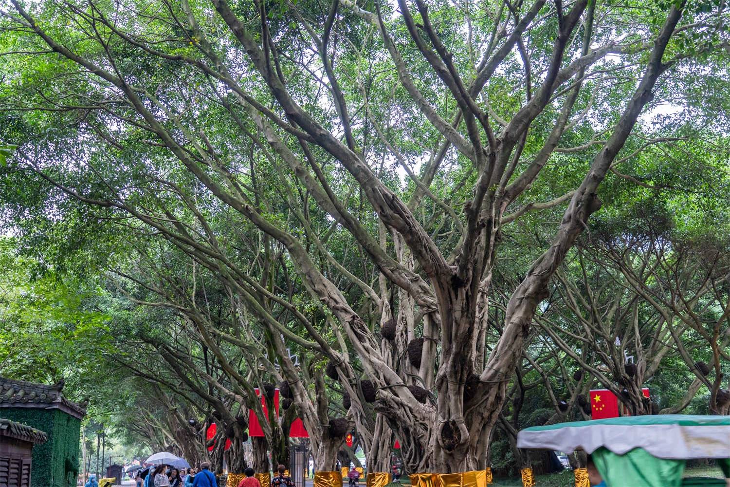 榕树盆景风水详解（摆放位置、作用、风水禁忌）