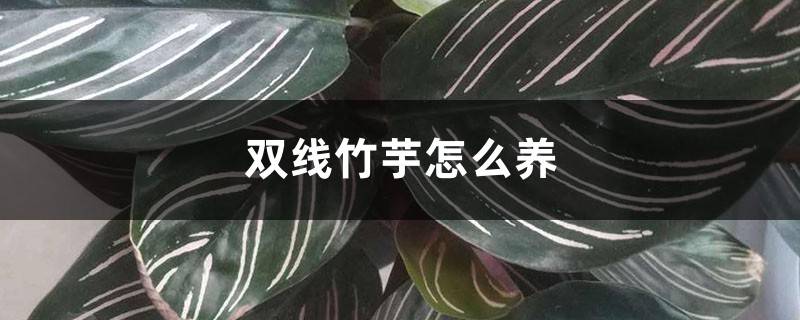 双线竹芋怎么养