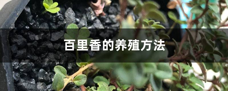 百里香的养殖方法