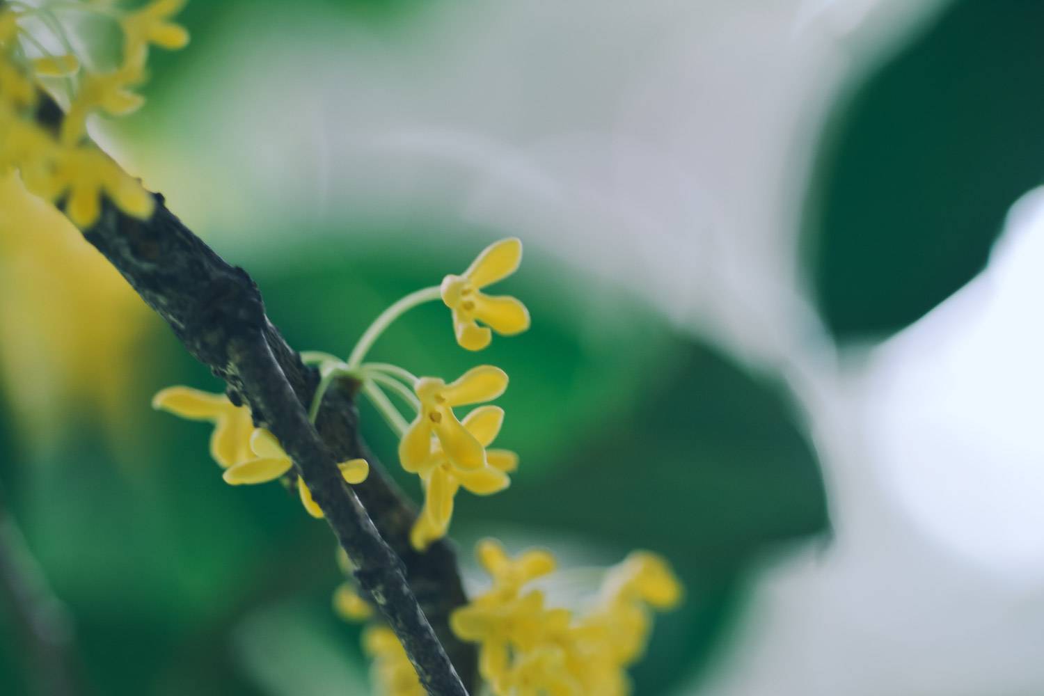 温州适合养什么花，市花和市树是什么