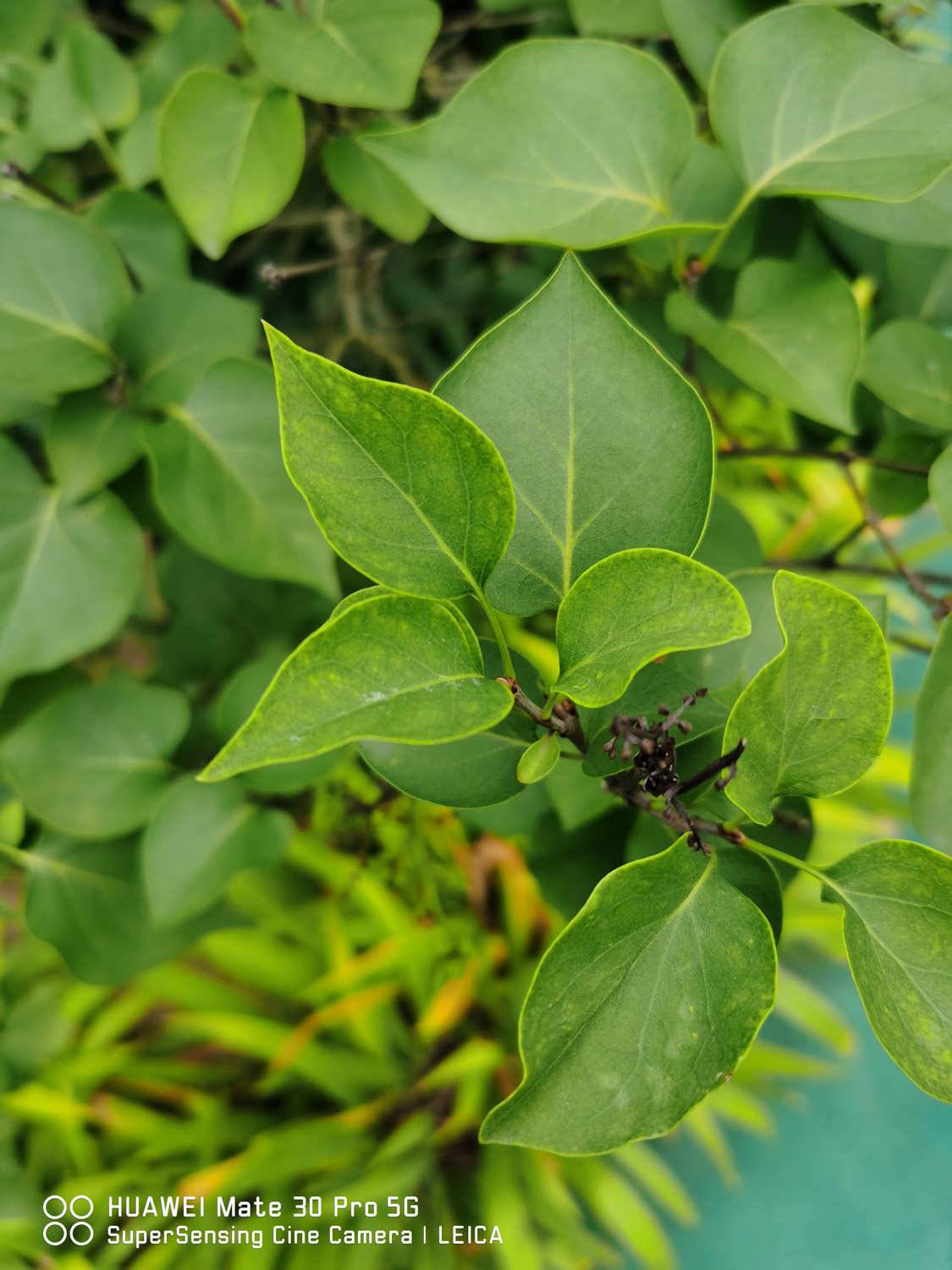 丁香什么时候开花