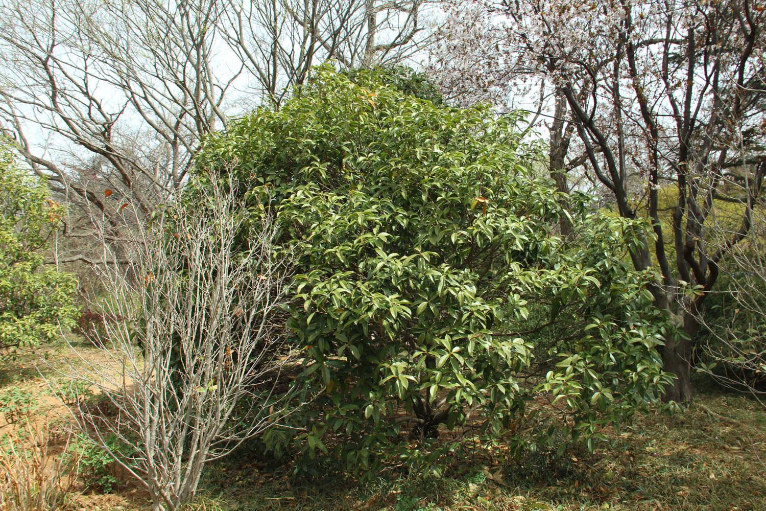 桂花的花语，桂花什么时候开花