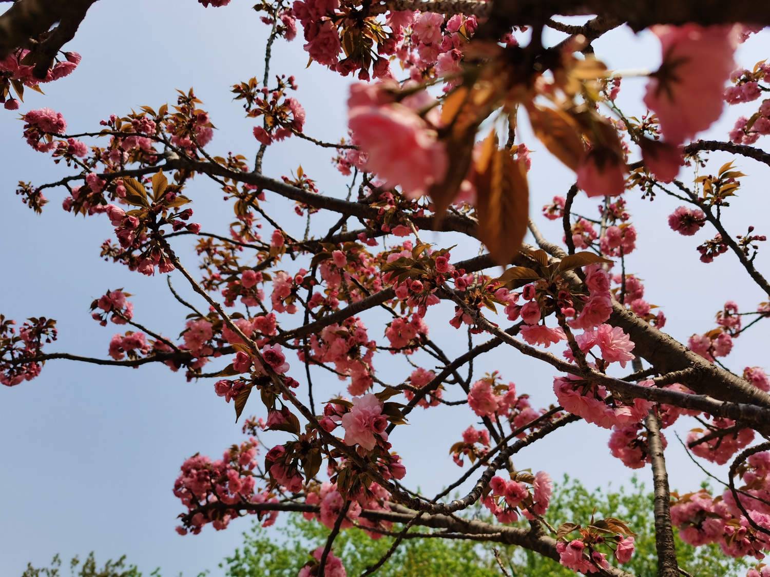 安康适合养什么花，市花和市树是什么