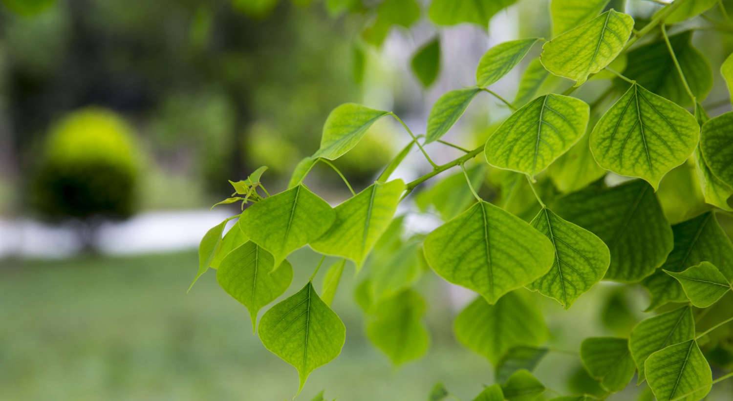 西双版纳适合养什么花，市花和市树是什么