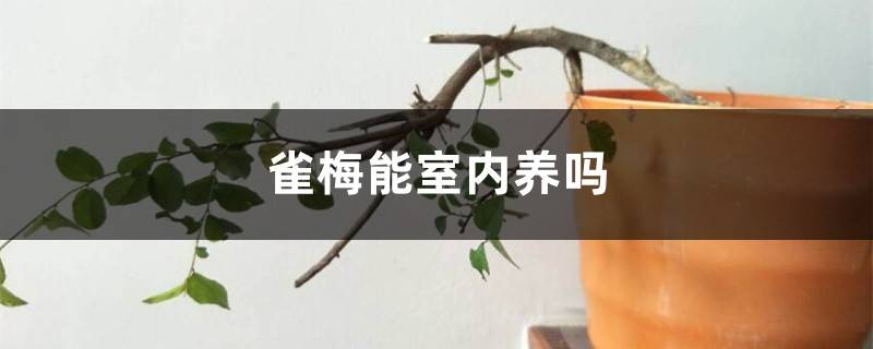 雀梅能室内养吗