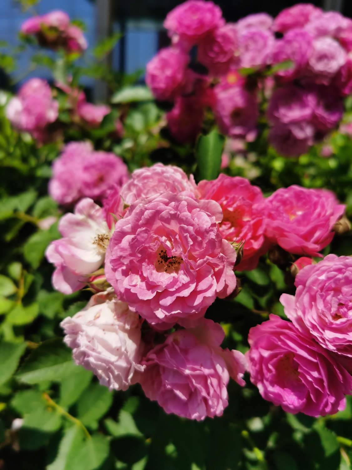 刚柔并济，花仙子—蔷薇花