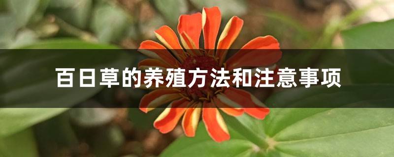 百日草