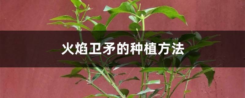 火焰卫矛的种植方法