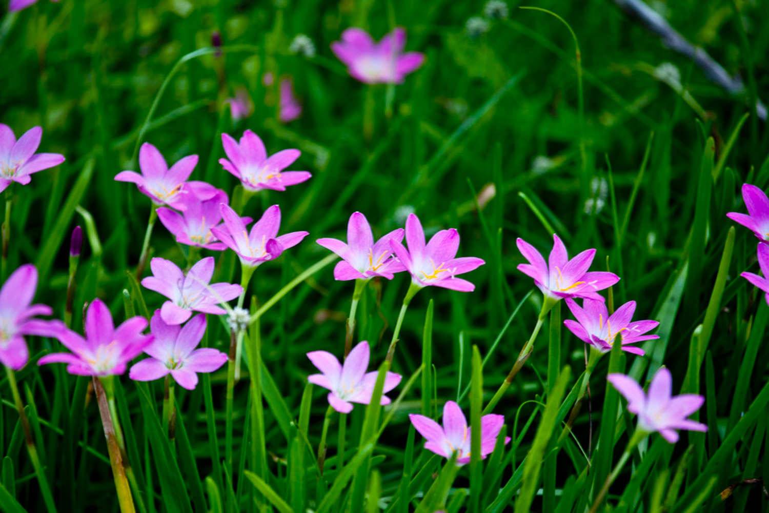 韭菜莲什么时候开花