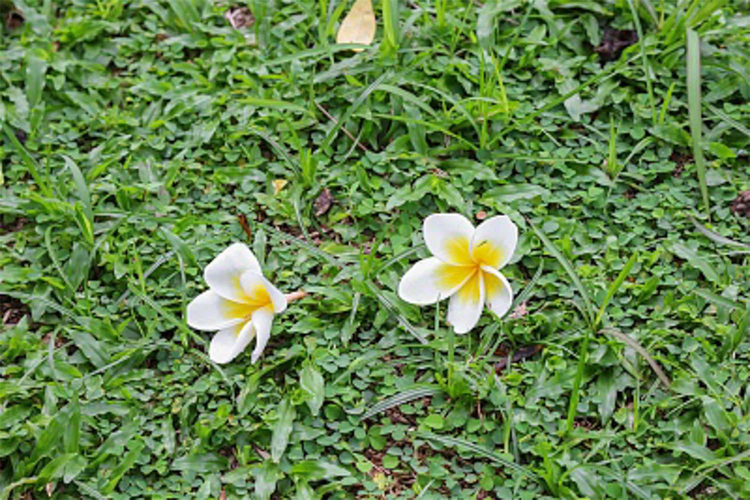 鸡蛋花树果实可以种吗