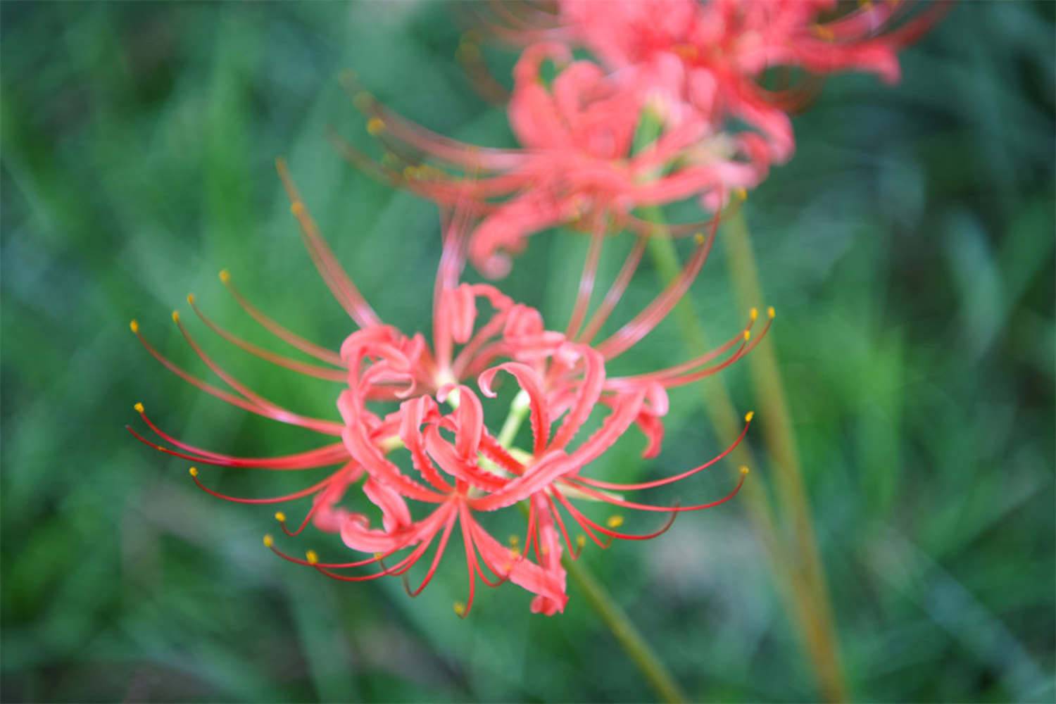 彼岸花什么时间开花