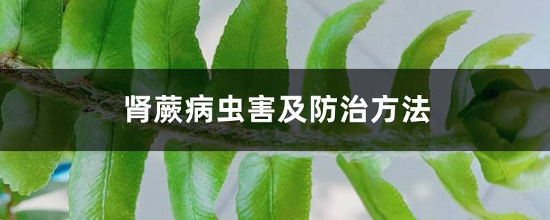 肾蕨病虫害及防治方法