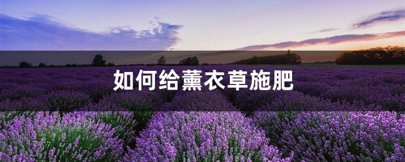 薰衣草