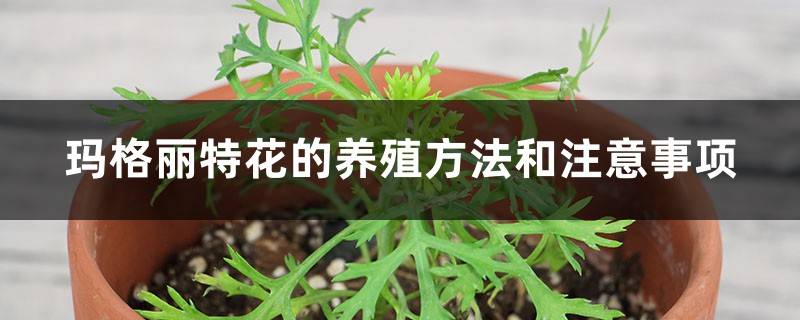 玛格丽特花的养殖方法和注意事项