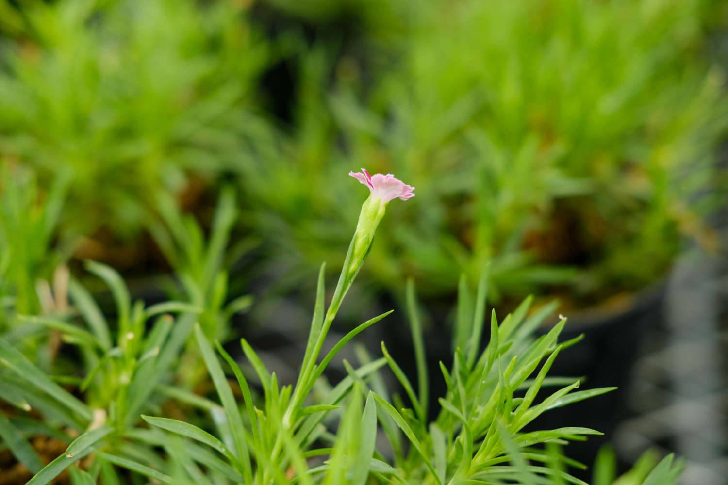 红色康乃馨花语（附不同颜色、枝数的花语含义）