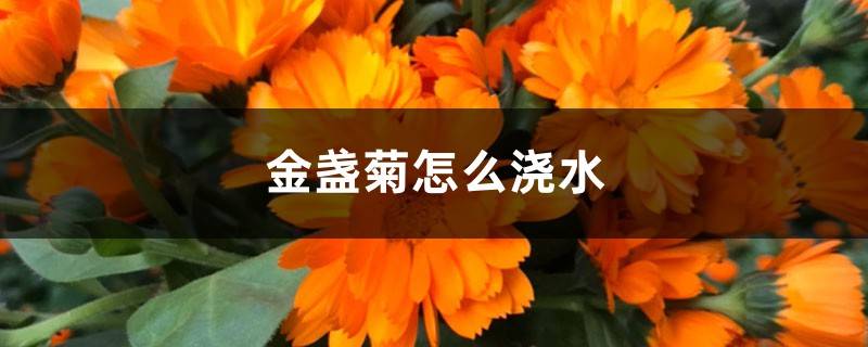 金盏菊怎么浇水