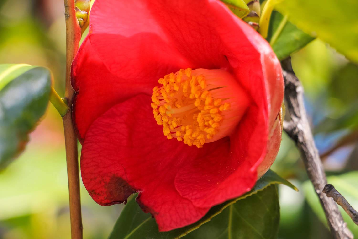 茶花有蕾不开花怎么办