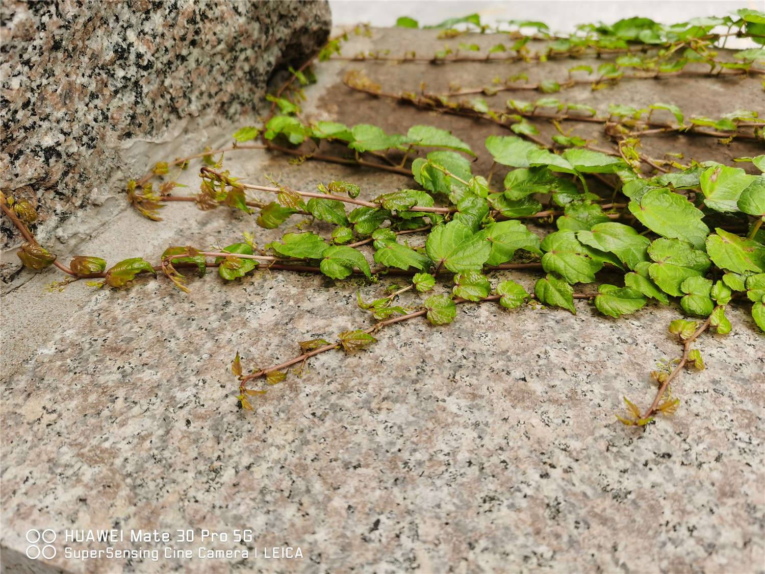 爬山虎是草本植物还是木本植物，适合在室内养吗